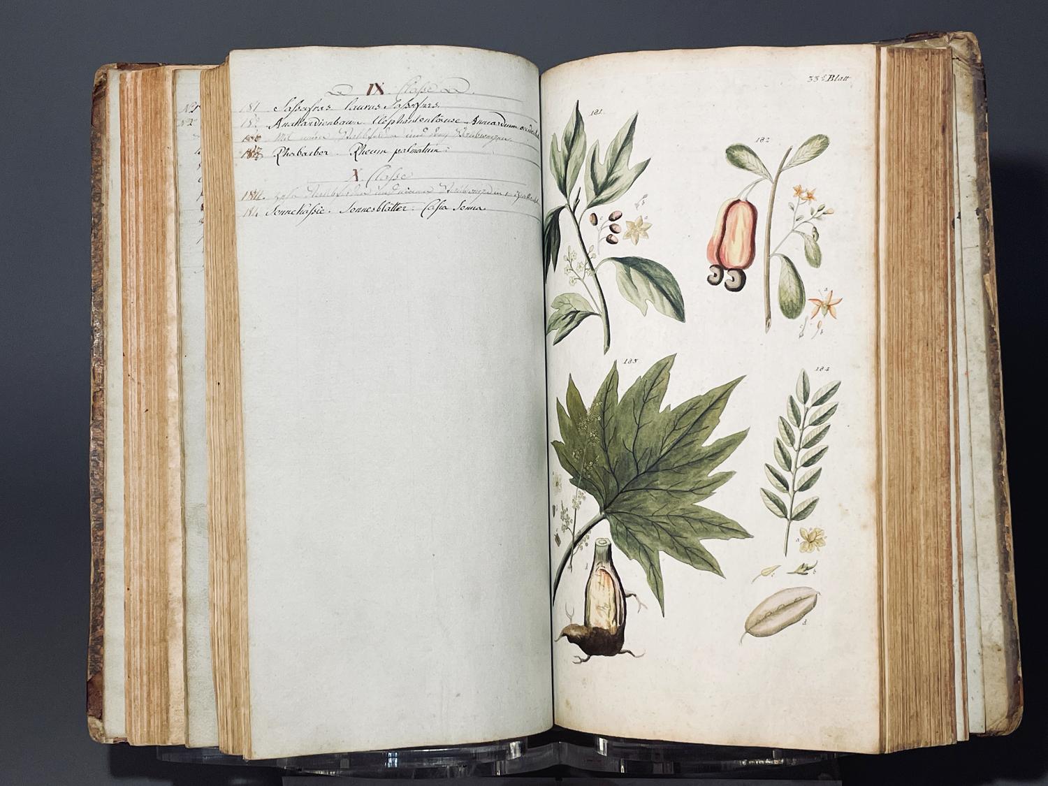 Handbuch der pharmaceutischen botanik.