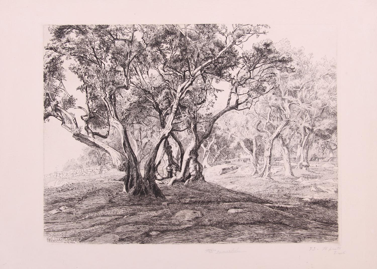 L’olivier. 1903. Ens. 3 pièces.